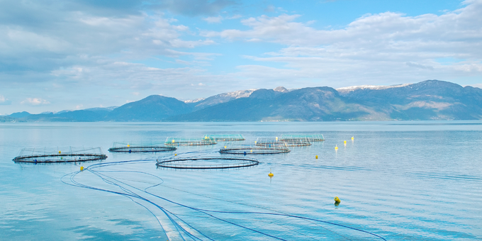 Why Anti-Salmon Activists Are Protesting Right Now