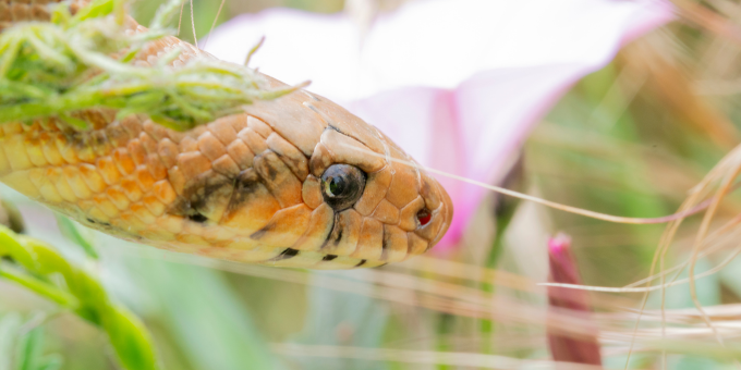Reptile Dysfunction: Shopper Shares Shocking Grocery Find