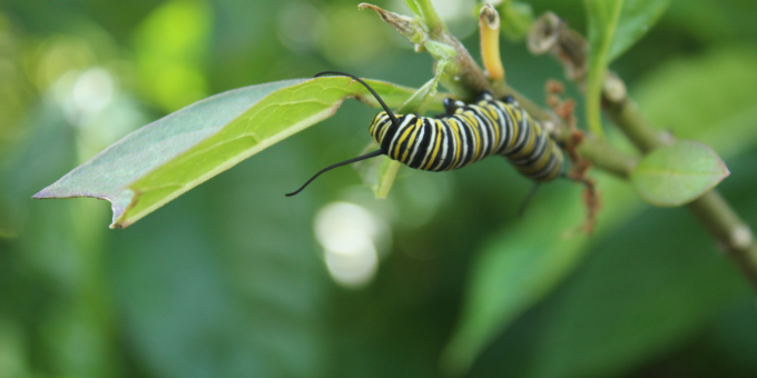 Creepy Crawly or Cancer Crusher? Why Caterpillars Could be the Key to a Cure