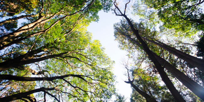 5 Benefits of Forest Bathing: Nature's Remedy for Stress