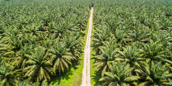 Here’s What You Need to Know About Palm Oil