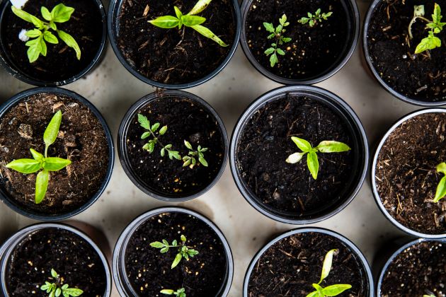 Beat the Rising Cost of Groceries; Try These Three Easy Grow Greens