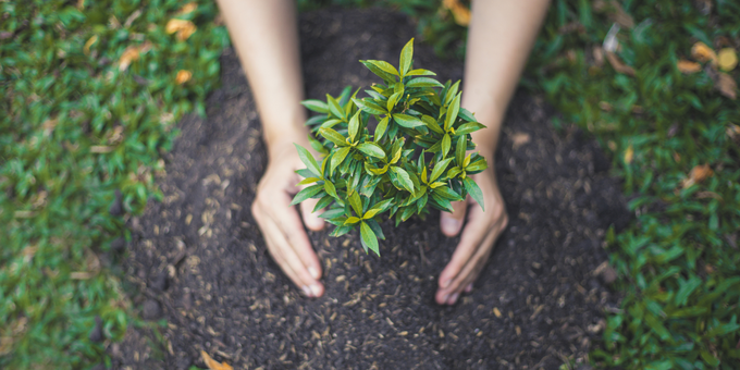 Clever Ways to Use Your Food Waste