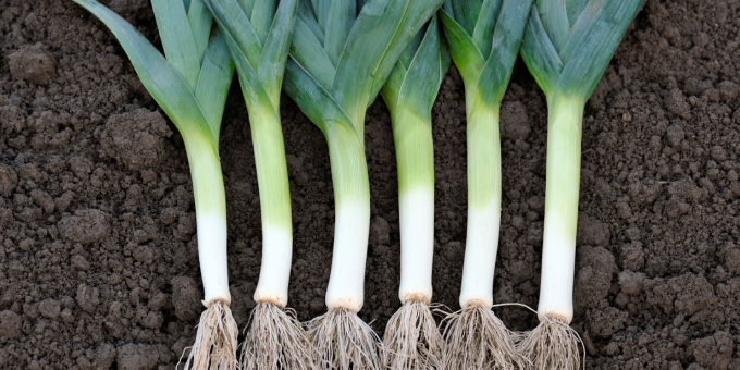 Why it’s Time to Take a Leek – Literally