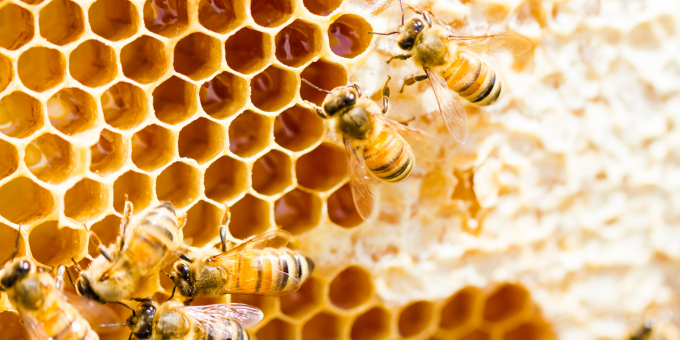 Stay Sniffle-Free This Spring: 7 Natural Remedies for Seasonal Allergies