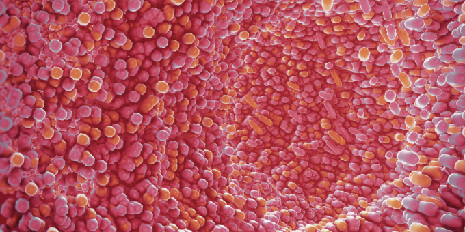 How Sugar Stokes the Flames of Stomach Invader H. pylori