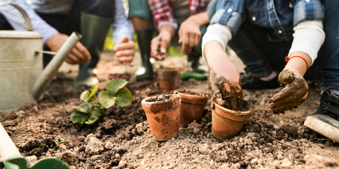 The Hidden Hazard in Your Backyard: What Home Gardeners Need to Know to Stay Safe