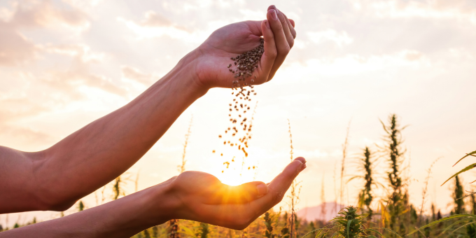The Brain Behind Grass Roots Shares 3 Impressive Benefits of Hemp