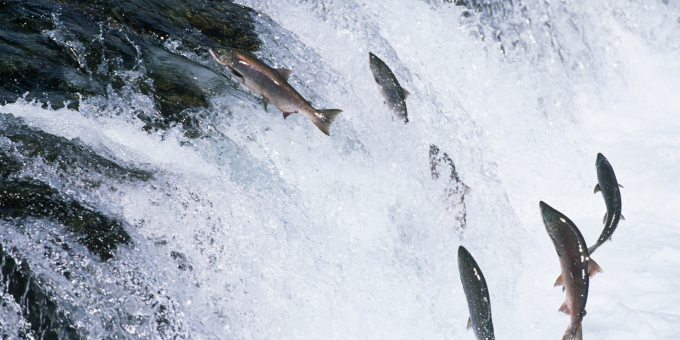 Hook, Line + Sustainability: Why the Quality of Your Seafood Makes All the Difference