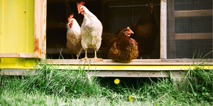How Backyard Chickens are Changing the Sustainability + Nutrition Game