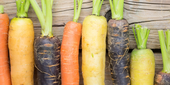 The Carrot Rainbow: Which Variety is Healthiest?
