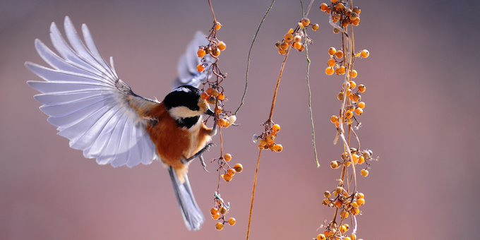 How Bird Sounds Boost Your Mood