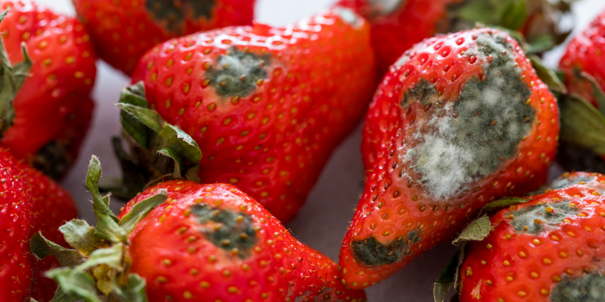 Your Guide to Keeping Your Food Mould-Free