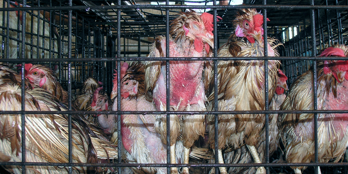 Breaking News: Caged Eggs on the Way Out