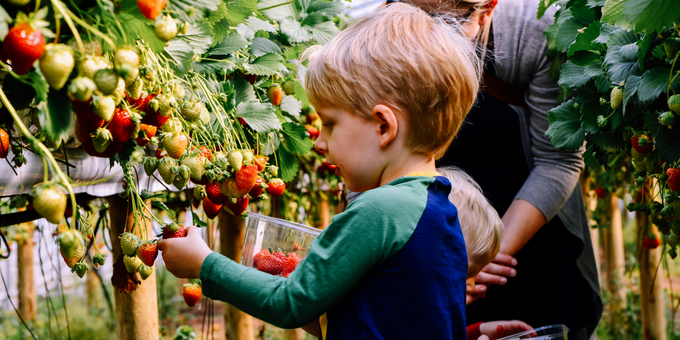 A Definitive Guide to Fructose Content in Fruit