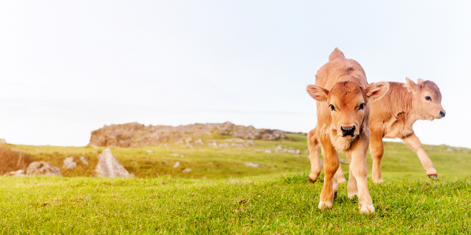 4 Powerful Plant-Based Protein Sources