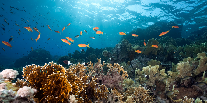 Confused About Sustainable Fish? We're Here to Clear the Waters