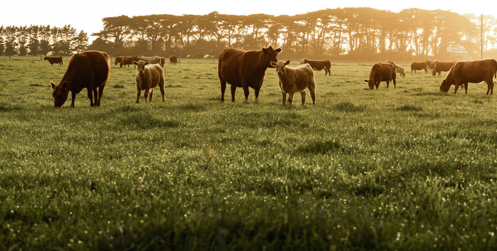 Introducing ButcherCrowd: A Pioneering Force for Sustainable Meat + Fish